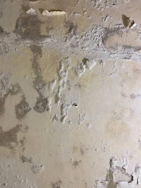 Trusted Grafton, OH Mold Remediation Experts
